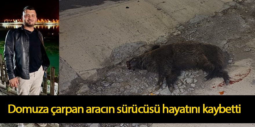 Domuza çarpan aracın sürücüsü hayatını kaybetti.
