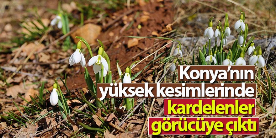 Konya’nın yüksek kesimlerinde kardelenler görücüye çıktı