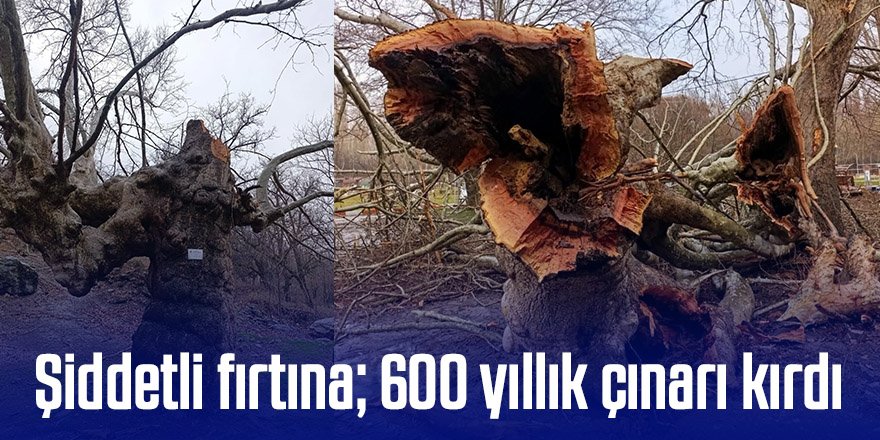 Şiddetli fırtına 600 yıllık çınarı kırdı