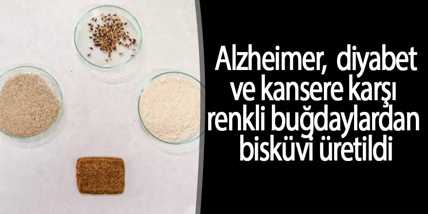 Selçuk Üniversitesi'nde Alzheimer, diyabet ve kansere karşı renkli buğdaylardan bisküvi üretildi