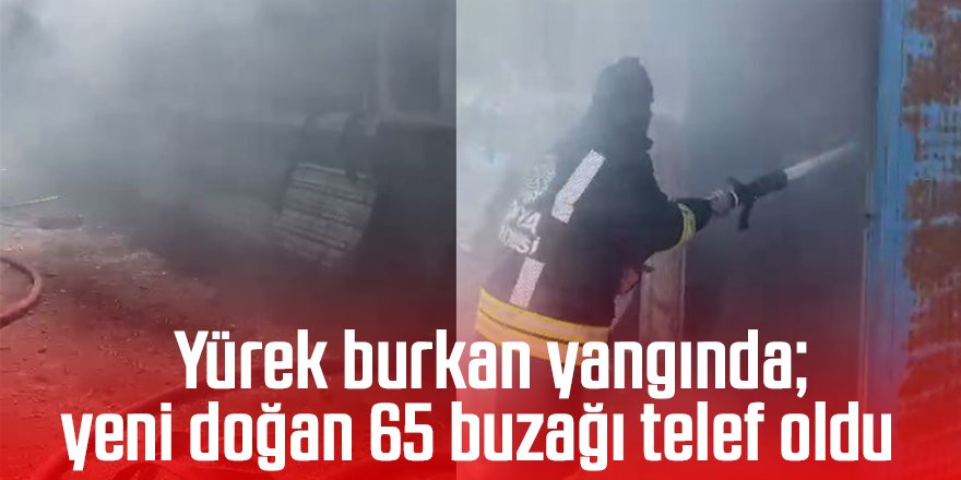 Karapınar'da yürek burkan yangında; yeni doğan 65 buzağı telef oldu