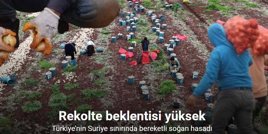 Türkiye’nin Suriye sınırında bereketli soğan hasadı