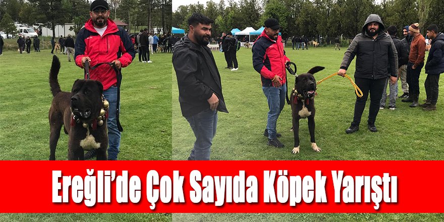 Ereğli’de Çok Sayıda Köpek Yarıştı