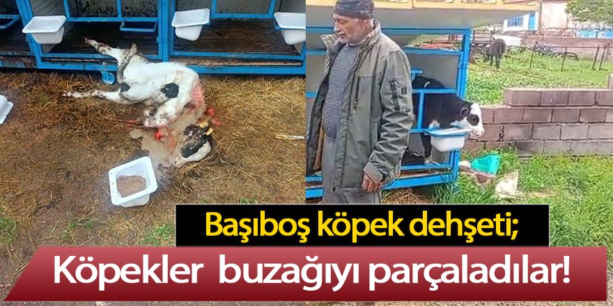 Karapınar'da başıboş köpek dehşeti; buzağıyı parçaladılar!