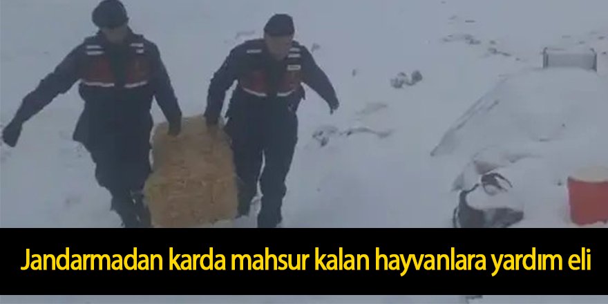 Jandarmadan karda mahsur kalan hayvanlara yardım eli