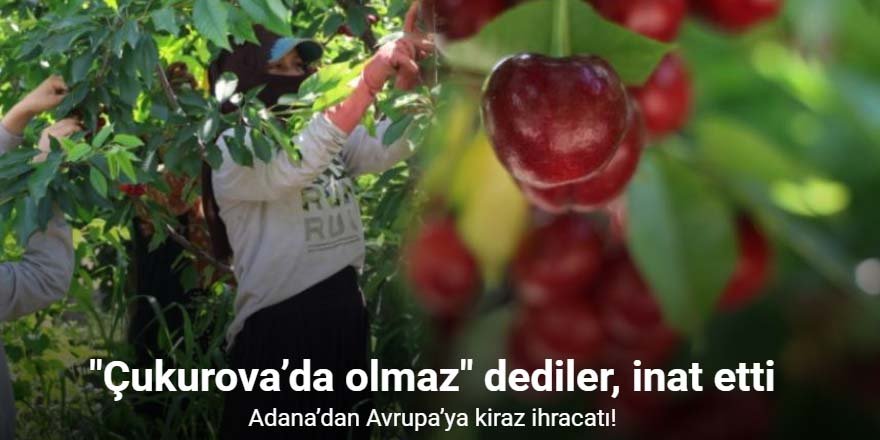 İspanyol kirazı Adana’dan Avrupa’ya ihraç ediliyor