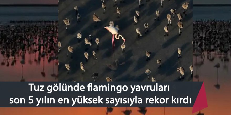 Tuz gölünde son 5 yılın en yüksek yavru flamingo rekoru