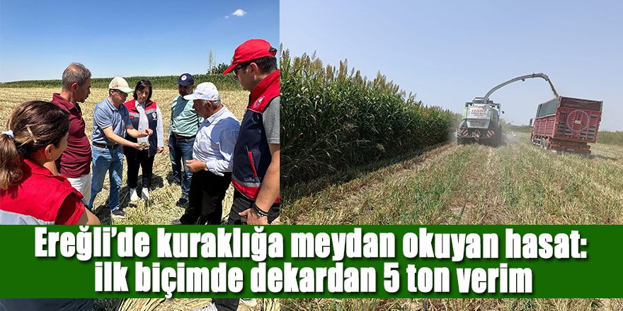 Kuraklığa meydan okuyan hasat: ilk biçimde dekardan 5 ton verim