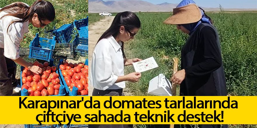 Karapınar'da domates tarlalarında çiftçiye sahada teknik destek!