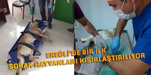 EREĞLİ’DE BİR İLK SOKAK HAYVANLARI KISIRLAŞTIRILIYOR