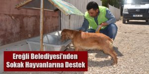 Ereğli Belediyesi’nden Sokak Hayvanlarına Destek