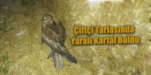 Çiftçi Tarlasında Yaralı Kartal Buldu