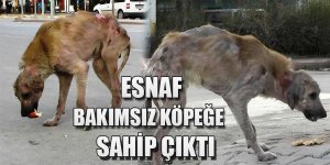 Bakımsız köpeğe esnaf sahip çıktı.