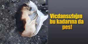 ​​​​​​​KÖPEĞİ YAKIP, ÇUVALA KOYMUŞLAR