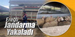 Jandarma Yol kontrollerinde  Küpesiz Hayvan  Ele geçirdi