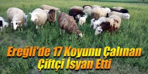 Ereğli'de 17 Koyunu Çalınan Çiftçi İsyan Etti