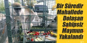 Sahipsiz Maymun Yakalandı