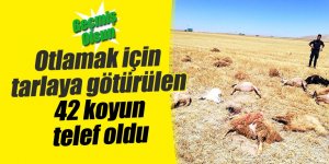 Otlamak için tarlaya götürülen 42 koyun telef oldu