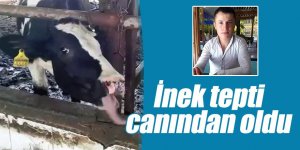 İnek tepti canından oldu