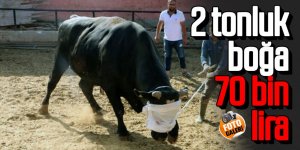 2 tonluk boğa 70 bin liradan yeniden satışa çıktı