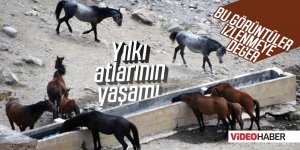 Yılkı atlarının yaşamı kamerada