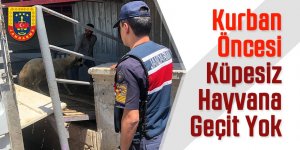 Jandarma'dan küpesiz hayvana geçit yok!