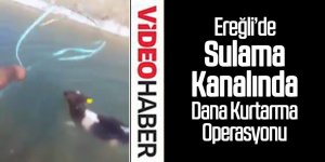 Sulama Kanalında Dana Kurtarma Operasyonu