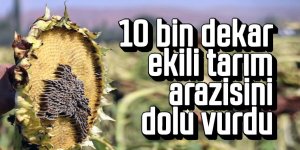 10 bin dekar ekili tarım arazisini dolu vurdu