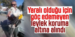 Yaralı olduğu için göç edemeyen leylek koruma altına alındı