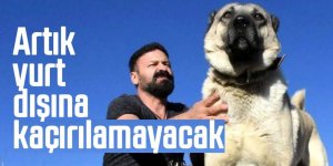 Kangal köpeğinin tescili alındı! Artık yurt dışına kaçırılamayacak