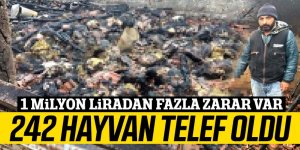 242 hayvan telef oldu 1 milyon liradan fazla zarar var