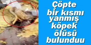 Çöpte bir kısmı yanmış köpek ölüsü bulundu