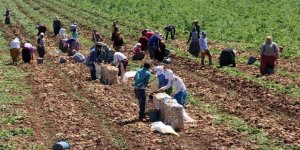 Tarım işçisinin günlük ücreti arttı