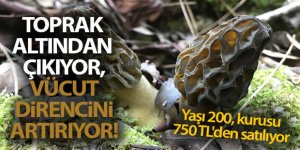 Toprak altından çıkıyor, vücut direncini artırıyor