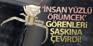 Görenlerin gözlerine inanamadığı ‘insan yüzlü örümcek' hayrete düşürüyor