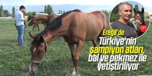 Ereğli'de Türkiye'nin şampiyon atları, bal ve pekmez ile yetiştiriliyor