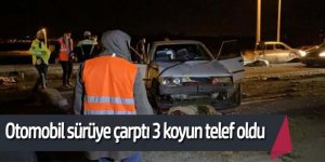 Otomobil koyun sürüsüne daldı: 30 koyun telef oldu