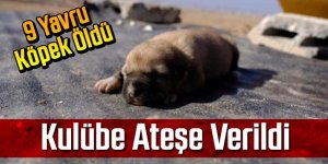 Kulübeleri yakılan 9 yavru köpek yanarak can verdi