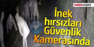 Konya'da 4 ineğin çalınma anı kamerada