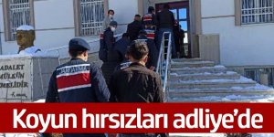 Ağıldan 124 koyun hırsızlığıyla ilgili 9 şüpheli adliyede