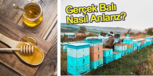 Gerçek Balı Nasıl Anlarız?