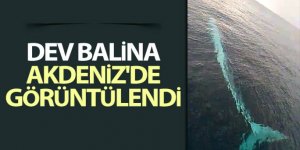 Akdeniz'de 15 metrelik oluklu balina görüntülendi