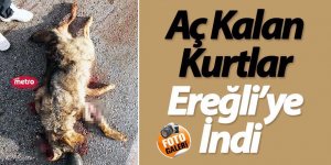 Köpeklerden kaçan kurt telef oldu