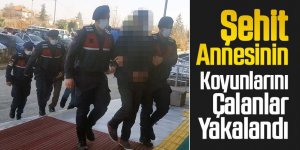 Şehit Annesinin Koyunlarını Çalanlar Yakalandı