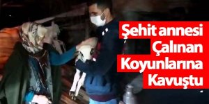Şehit annesi oğlunun ismini verdiği kuzusu ile koyunlarına kavuştu