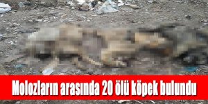 MOLOZ VE TOPRAK YIĞINLARI ALTINDA KÖPEK ÖLÜLERİ