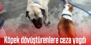 Köpek dövüştüren 3 kişiye 50 bin TL ceza