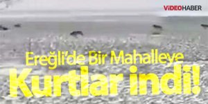 Ereğli’de Aç kalan kurtlar mahalleye indi
