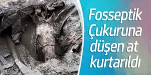 Fosseptiğe düşen at kurtarıldı