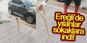 Ereğli’de yılanlar sokaklara indi